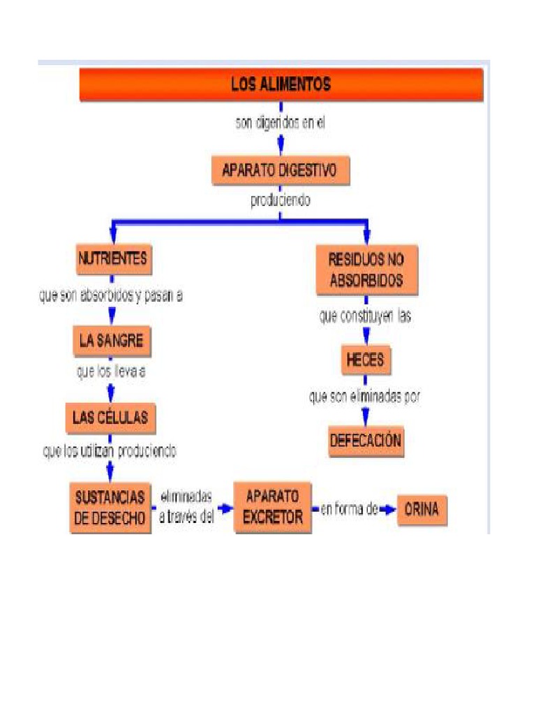 Mapa Conceptual de Los Alimentos | PDF