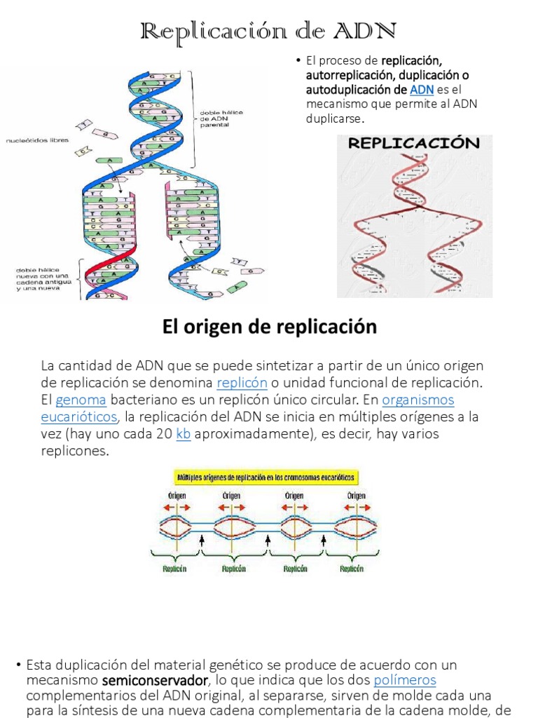 Proceso de Replicación del ADN | PDF | Replicación De Adn | Adn