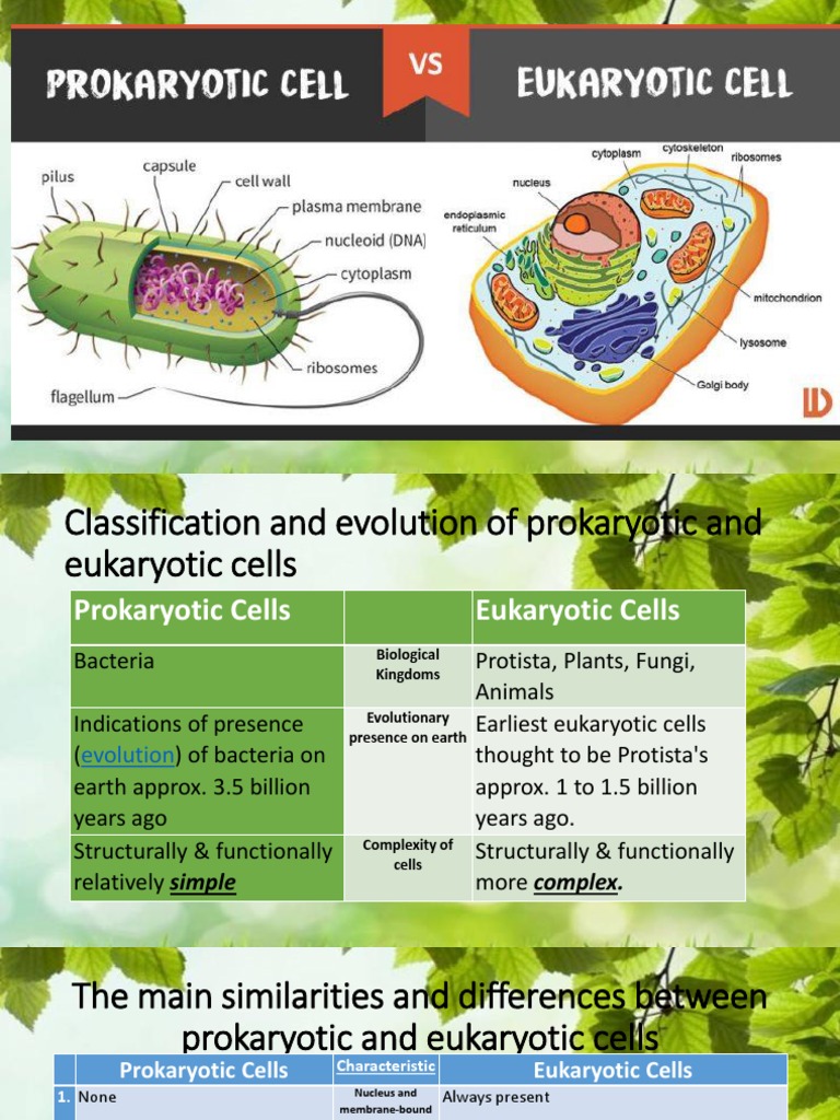 Classification and evolution of prokaryotic and eukaryotic cells | PDF ...