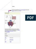 Merged Discuss: Lobules of Liver