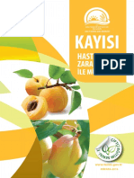 Kayisi 2