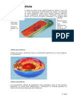 La  Celula.doc