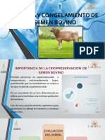 Congelamiento de Semen Bovino