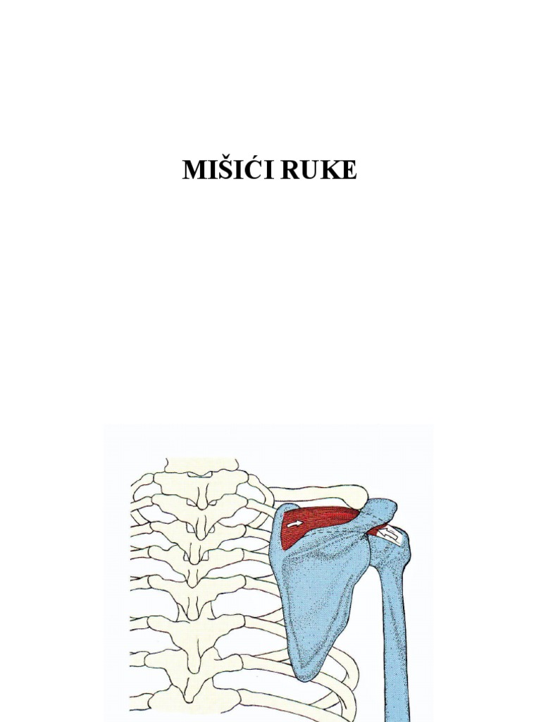 Mišići Ruke PDF | PDF