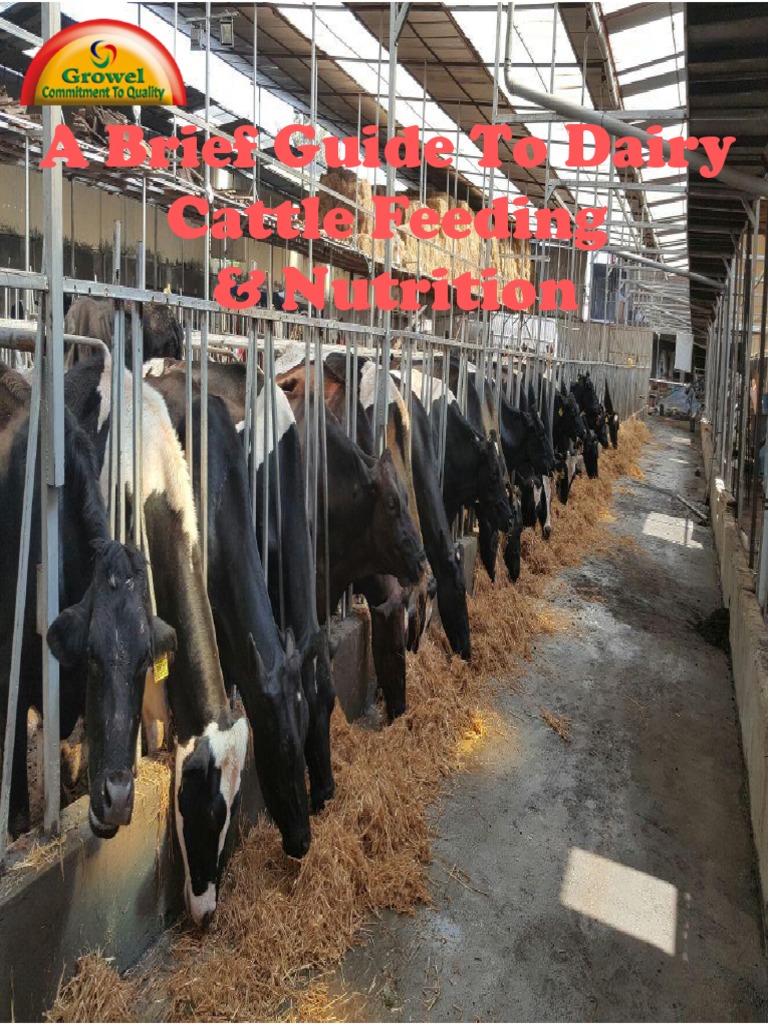 A Brief Guide To Dairy Cattle Feeding Nutrition PDF Dairy Cattle Calf