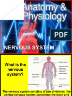 179 Anatomy Nervous System