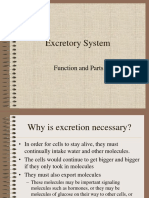 Excretory System: Function and Parts