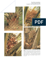 The Oil Palm 4th Edition