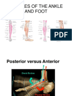 Ankle Muscles