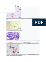 Tinción de Gram Imprimir