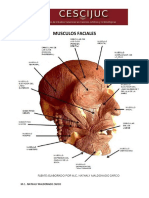 Músculos faciales y alteraciones óseas