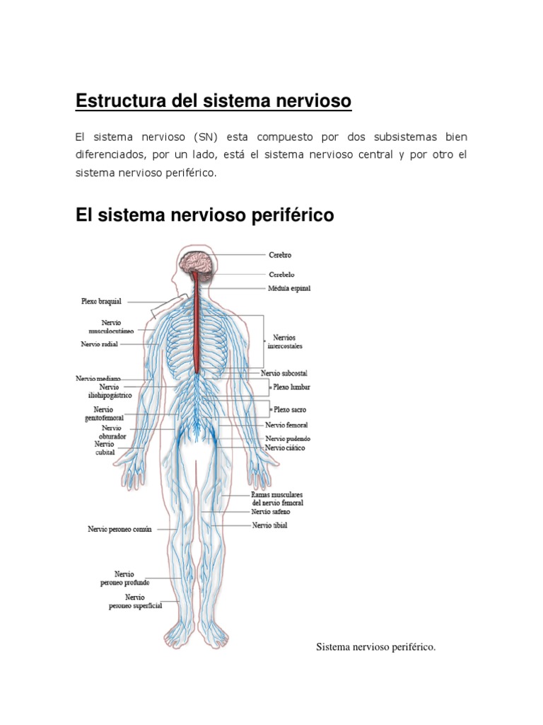 Estructura Del Sistema Nervioso | PDF | Cerebro | Corteza cerebral