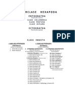 Clave Dicotomica de Identificación de Ordenes