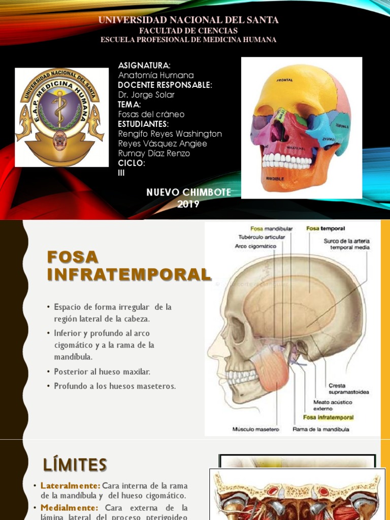 Anatomía de la Fosa Infratemporal | PDF | Cabeza y cuello humanos ...