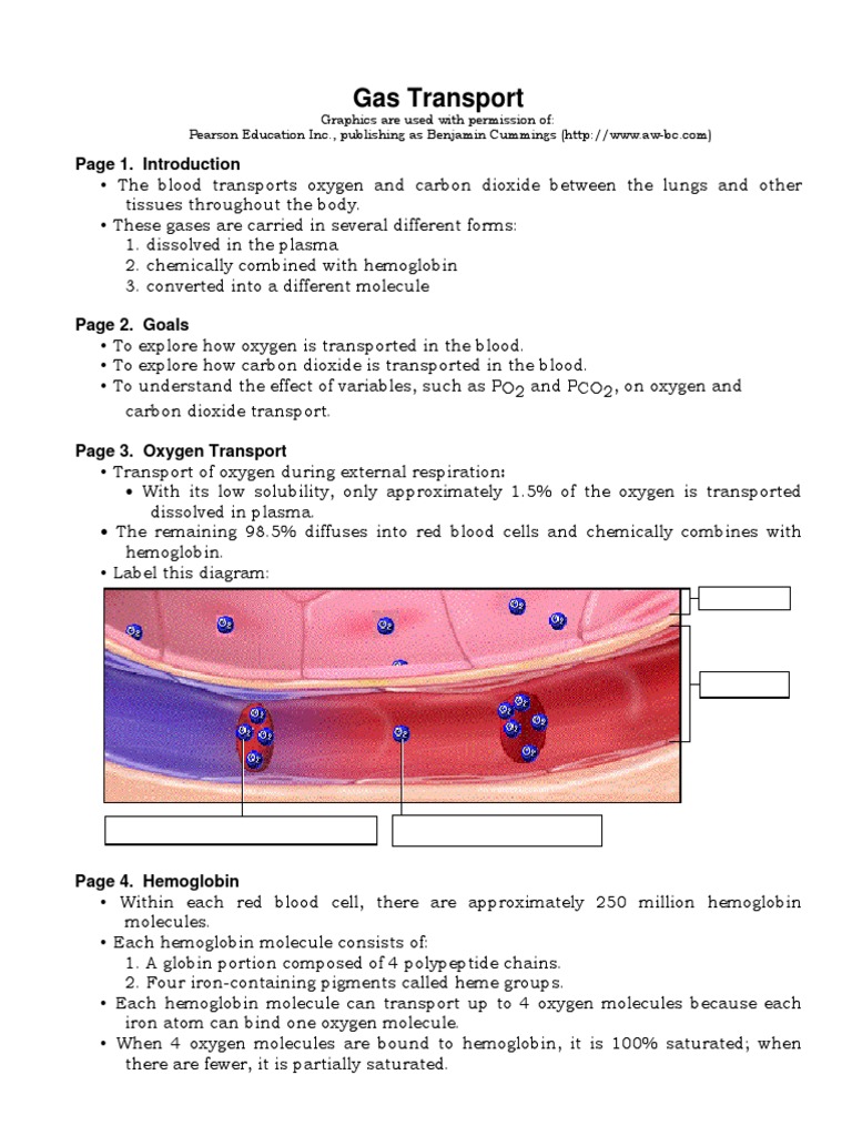 Gas Transport | PDF | Hemoglobin | Blood