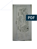 Yacomine - Drawing of A Cell Diagram