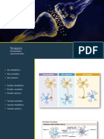 Sinapsis PDF