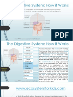 The Digestive System - How It Works