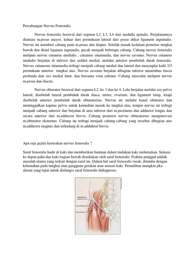Nervus Femoralis | PDF
