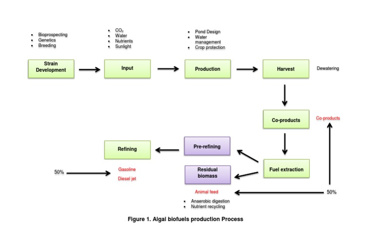 Strain Development Input Production Harvest | PDF