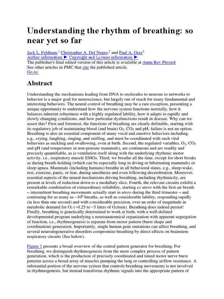Understanding The Rhythm of Breathing | PDF | Inhibitory Postsynaptic ...