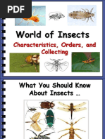 Insect Orders Identification Key | PDF | Insects | Arthropods