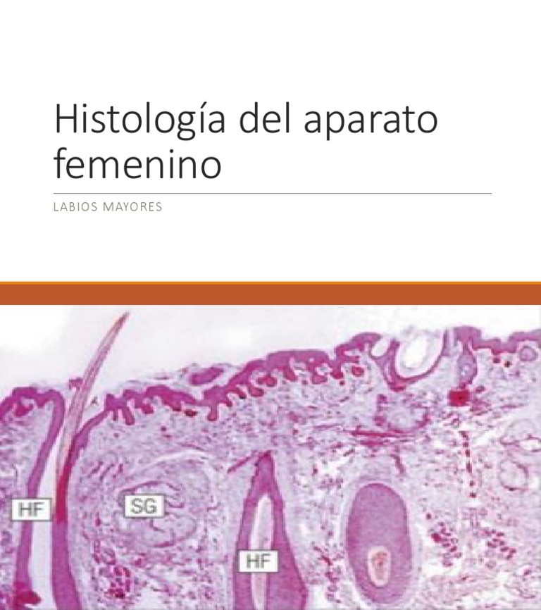 Histología Del Aparato Femenino | PDF | Ciencias sociales