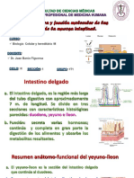 Sistema_Digestivo__Clase_2_Dr._Barón.pdf