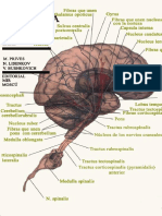 anatomia_humana_tomo3_archivo1.pdf