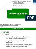 Tejido muscular: tipos, características y organización