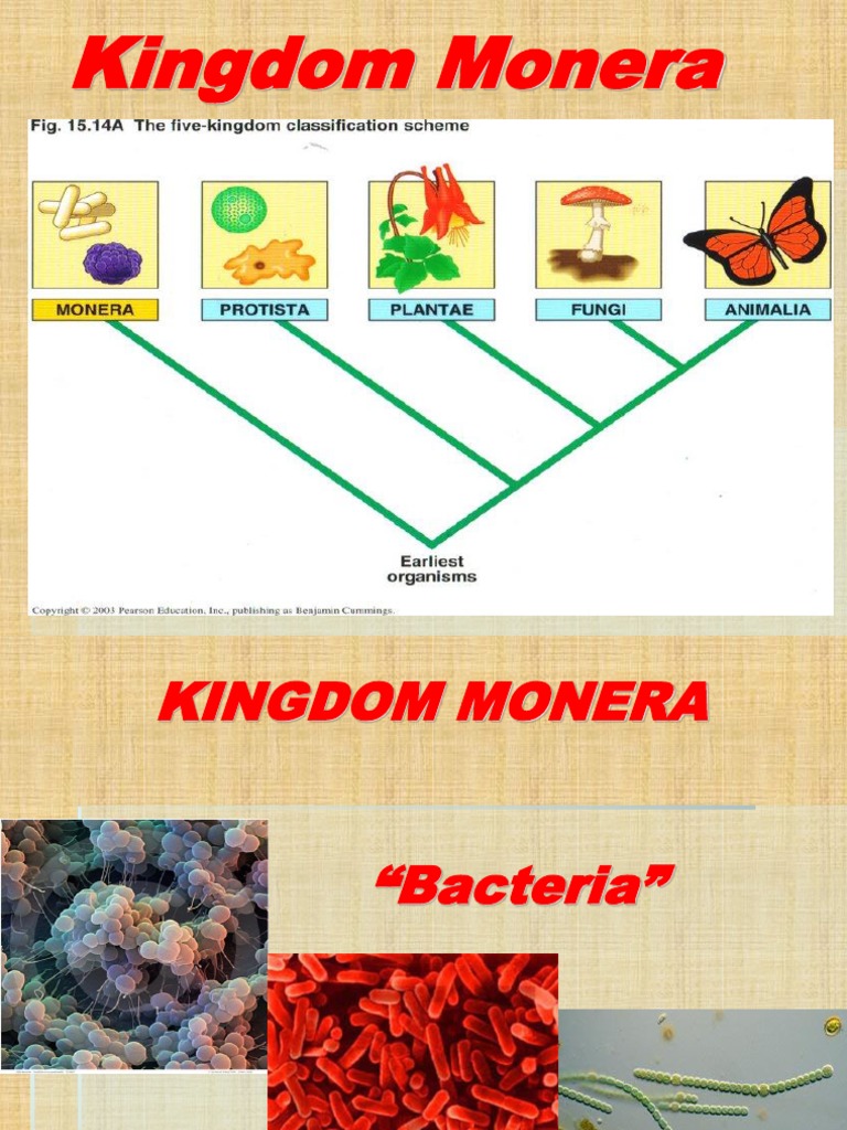 1 Kingdom Monera | PDF | Archaea | Bacteria