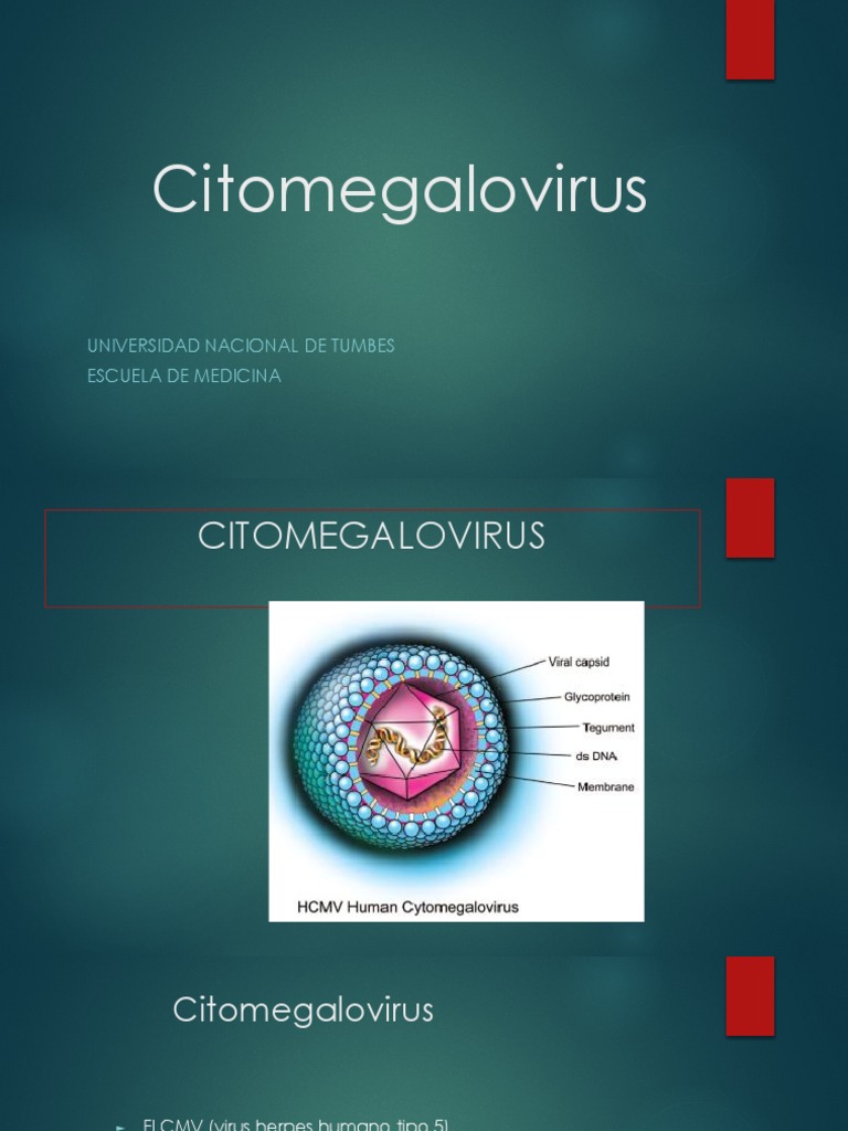 Citomegalovirus: Patogenia y Epidemiología | PDF | Virus | Inmunología