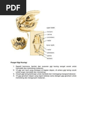 Fungsi Gigi Kucing  PDF