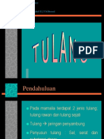 Jaringan Tulang