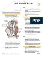 (TRANS) Posterior Abdominal Wall Part 2