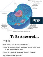 Animal Cell and Mitosis