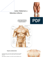 Clase 4 Abdomen, Pelvis y Mmii