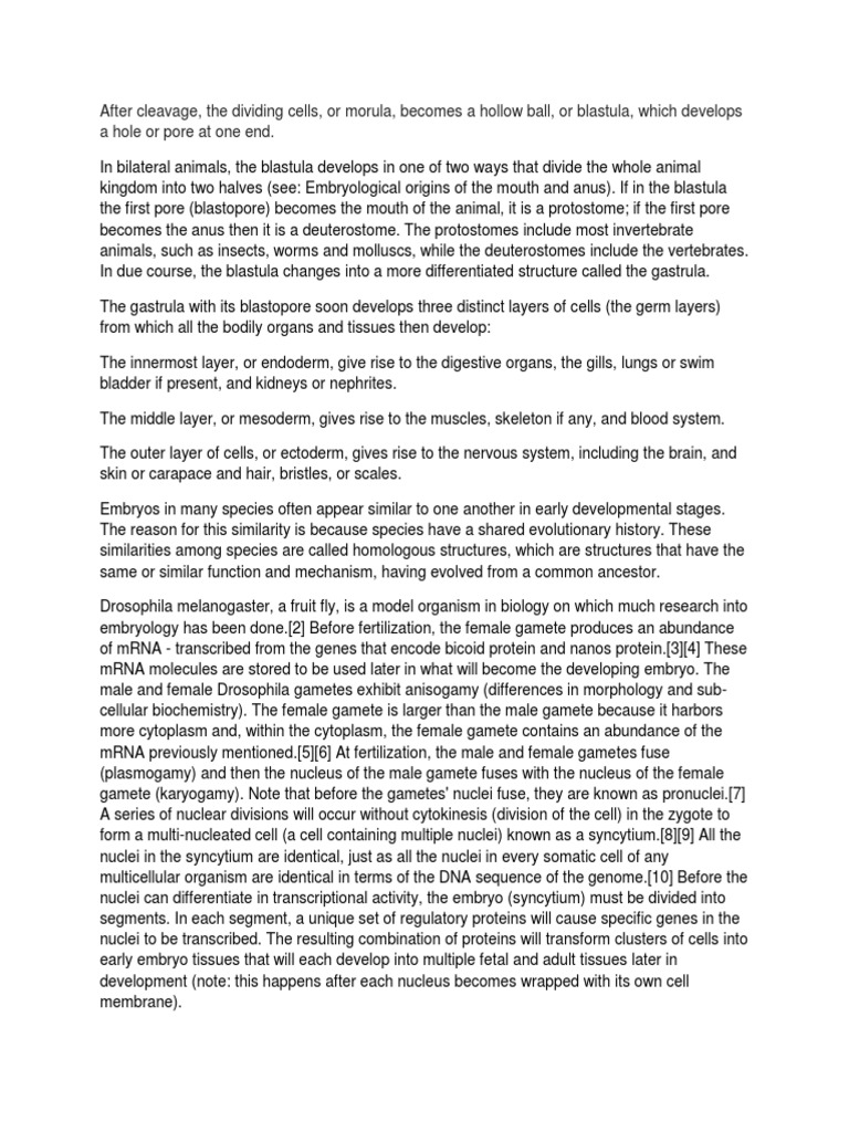 After Cleavage, The Dividing Cells, or Morula, A Hollow Ball