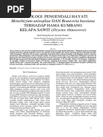 TEKNOLOGI PENGENDALI HAYATI Metarhizium Anisopliae DAN Beauveria Bassiana TERHADAP HAMA KUMBANG KELAPA SAWIT (Oryctes Rhinoceros) PDF