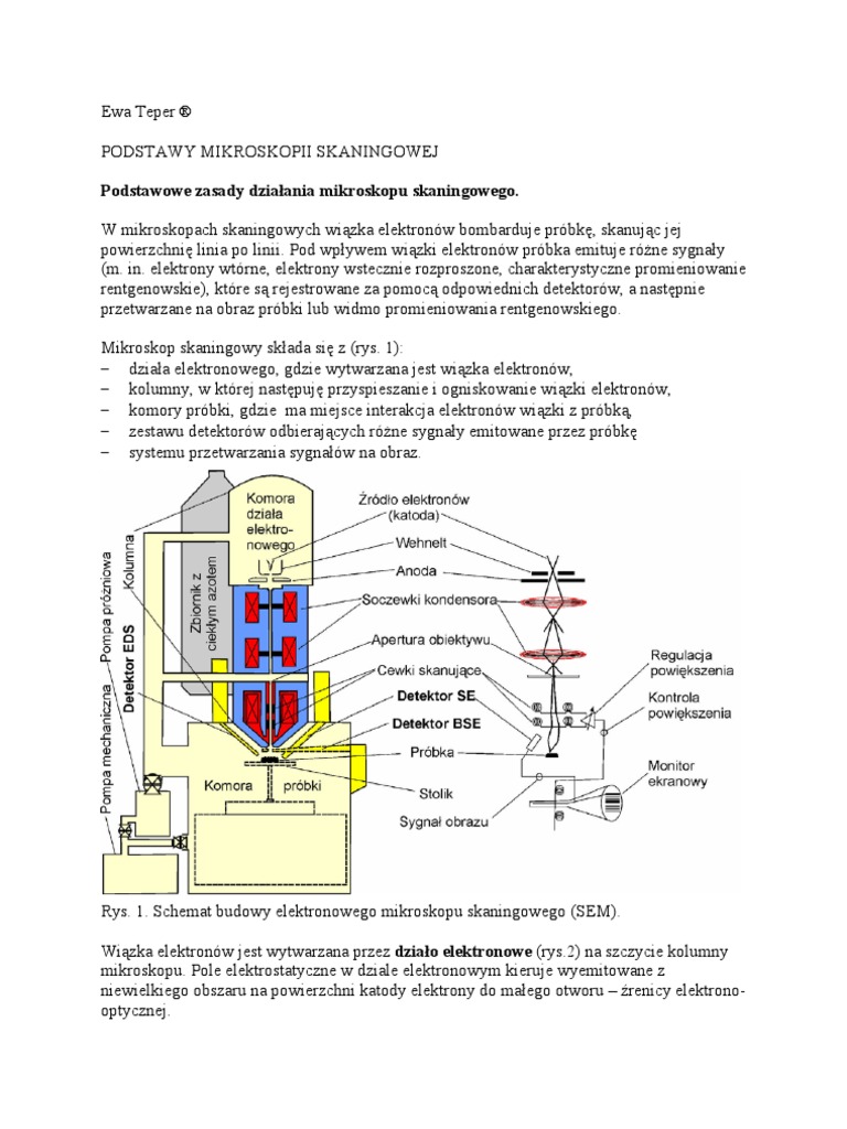 Jaki Obraz Powstaje W Skaningowym Mikroskopie Elektronowym