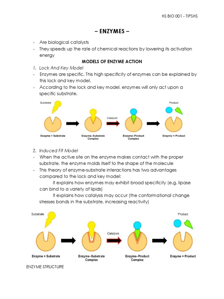 Enzymes 1. Lock and Key Model PDF