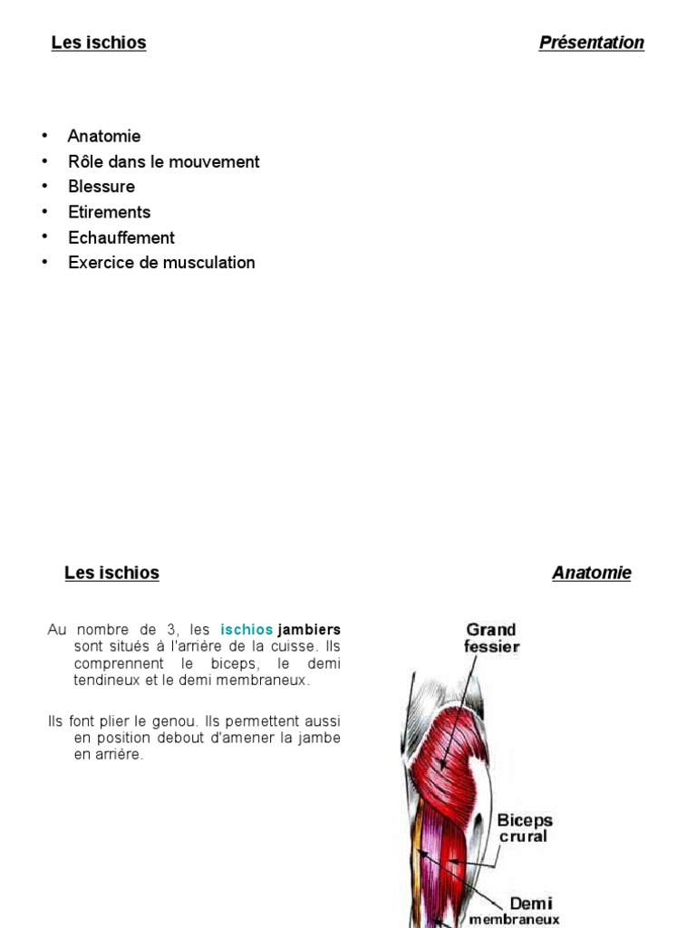 Anatomie et rôle des ischios-jambiers | PDF | Genou | Muscle