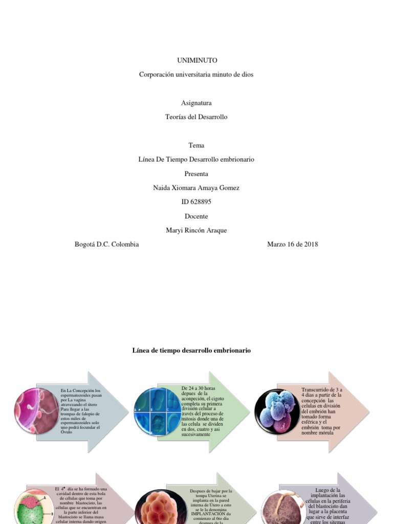 LINEA DE TIEMPO DESARROLLO EMBRIONARIO.pdf Implantación