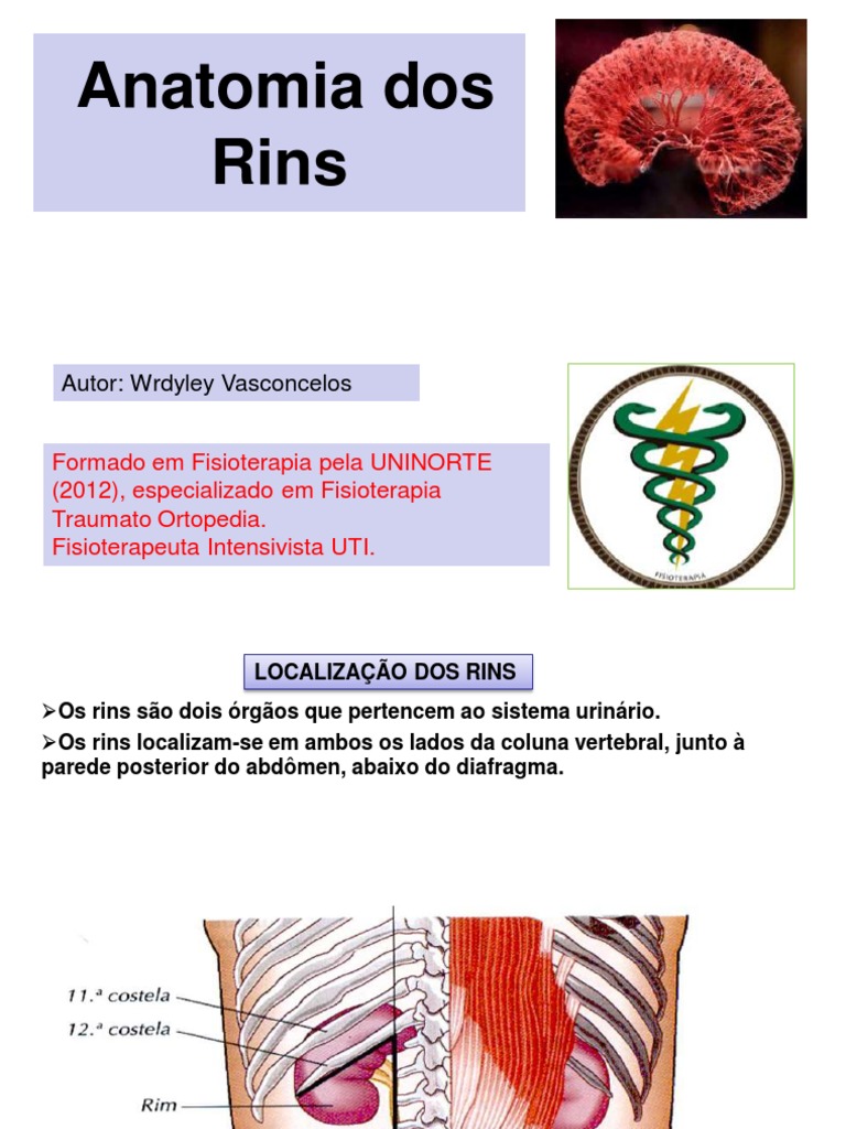 Anatomia e Localização dos Rins | PDF | Rim | Urologia