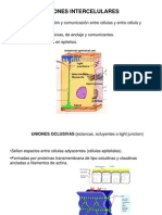 Clase Uniones Celulares - Plasmodesmos