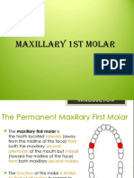 Maxillary 1st Molar