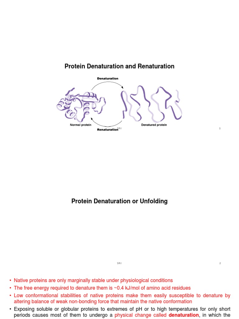 ''Final Protein Denaturation PDF Denaturation (Biochemistry