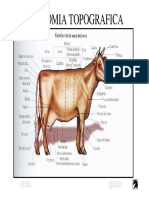 363133532-anatomia-de-bovino-pdf.pdf