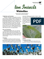 Cotton Insects: Whiteflies