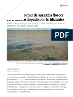 Un Inmenso Mar de Sargazos Florece en El Océano Dopado Por Fertilizantes - Ciencia - EL PAÍS
